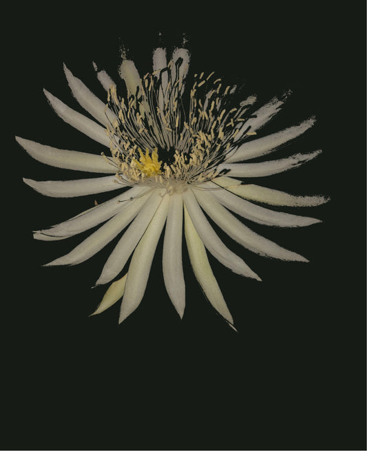 Summertime is flowers
