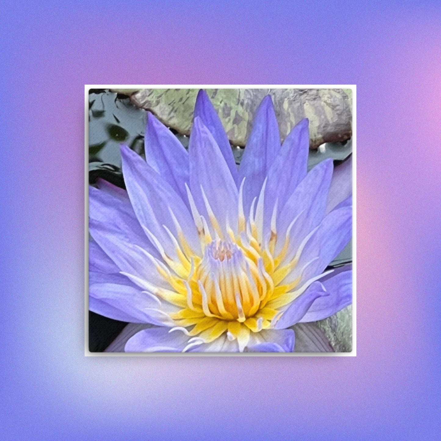 Purple Water Lily Original photography by Bonnie Hayslett